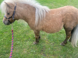 Ride and drive mini mare