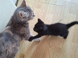 Kittens ready for loving homes
