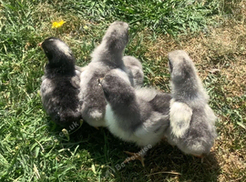 Olive Egger 3 day old chicks