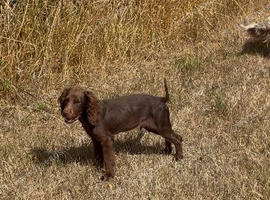 cocker spaniel puppies