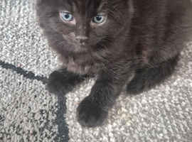 Black fluffy kitten