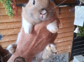 8 baby bunnies