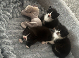 Kittens