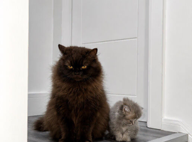 Luxury British Longhair Kitten | TICA Registered | Blue Tipped Tabby