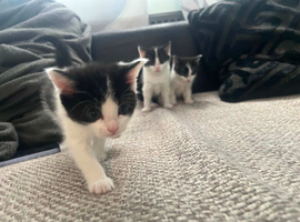 Kittens for sale