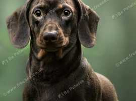 Chocolate & Tan kc  mini dachshund stud