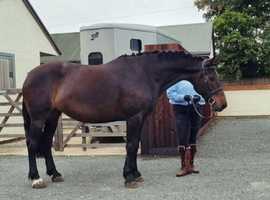 Beautiful Class 1 Irish Draught Mare. Broodmare or Project
