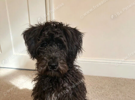 Miniature schnauzer
