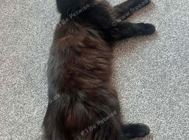 3 Cats in desperate need for new home
