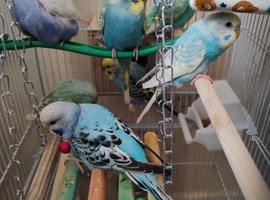 Budgies 2 months old
