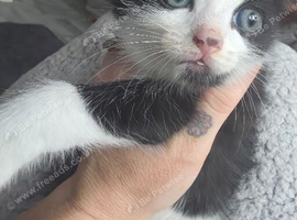Male kitten