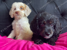 F1 cockapoo puppies