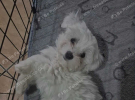 Maltese boy 4 months