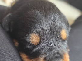 Rottweiler puppies
