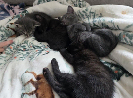 Siamese x kittens available