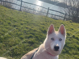 White pedigree female husky
