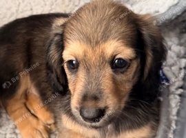Tiny tiny beautiful miniature dachshunds puppies
