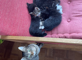 Cute kittens ready now!
