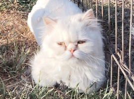 Persian male
