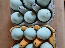 Fertile cream legbar hatching eggs
