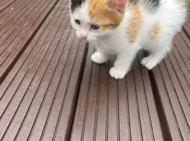 Kittens