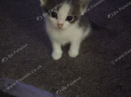 Grey and white kittens