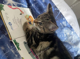 10week old male kitten