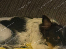 1 year old biewer terrier
