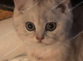 Beautiful little bsh chinchilla kitten