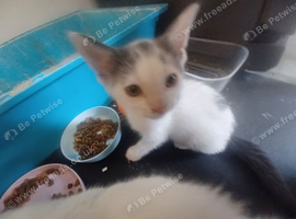 Kittens ready now grey maincoon cross