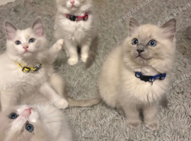 5 Pure Ragdoll Kittens available for sale
