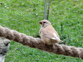 2 young zebra finch hens