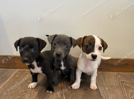 Jack Russell girl puppys