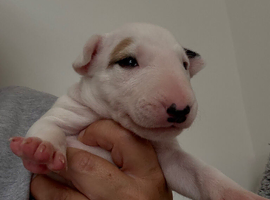 Quality bull terrier puppy&rsquo;s