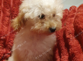 Miniature Labradoodle Litter