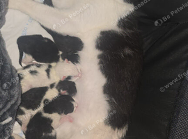 Mixed Litter Of Beautiful Kittens