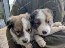 Border Collie puppies