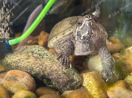2x turtles and tank setup