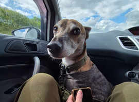 Teddy, urgent rehome