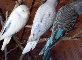 Hand tame Baby budgies