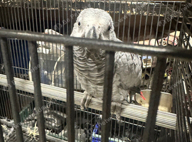African grey tame talks with papers