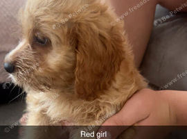 Cockerpoo puppy&rsquo;s