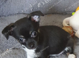 Chihuahua puppies ready now Lincolnshire
