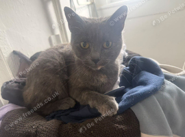 Adult cat