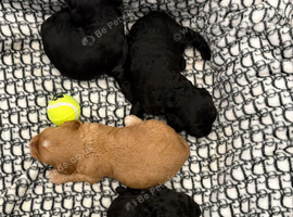 Miniature cockerpoo puppies