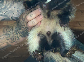 3 male baby skunks forsale