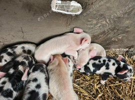 Full breed kunekune piglets