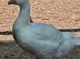 Smooth Sebastopol male gosling