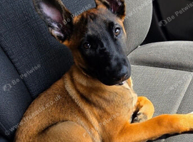 Zena
