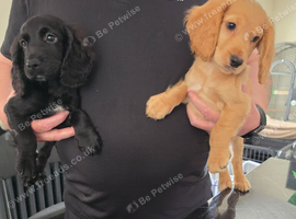 Cocker spaniel pups ready now quick sale